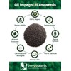 Semi di Basilico Bio 500G | Sazietà, Rinfrescanti, Ricchi di