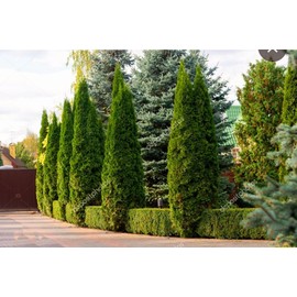 55 Thuja Tree Seeds Golden Oriental Arborviate-Eastern Cedre Seeds White Cedar Arborvitae Hedges, Row Screens Thuja occidentalis