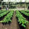 Genérico Bolsas de Cultivo para Plantas, 25 x 25 cm,