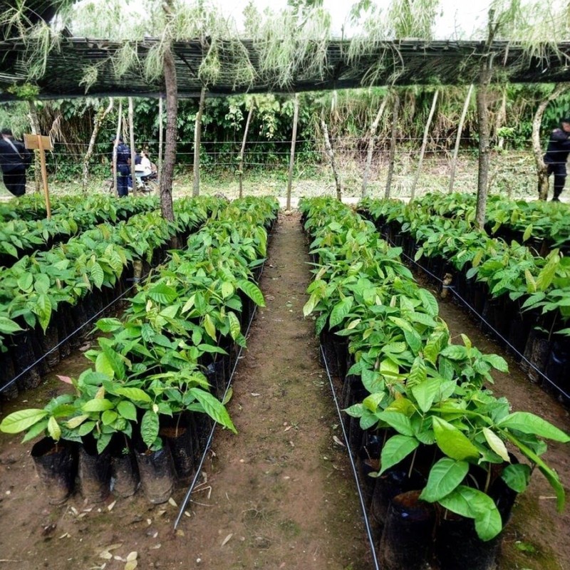 Genérico Bolsas de Cultivo para Plantas, 25 x 25 cm,