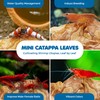 SunGrow 50 Pcs Mini Catappa Indian Almond Leaves for Shrimp