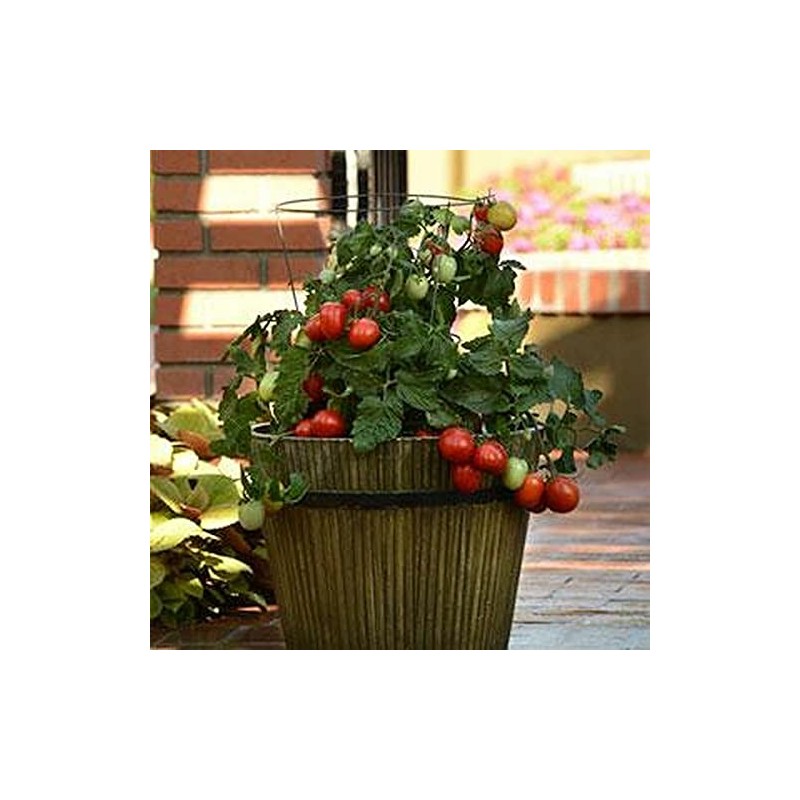 Little Napoli Tomato Seeds