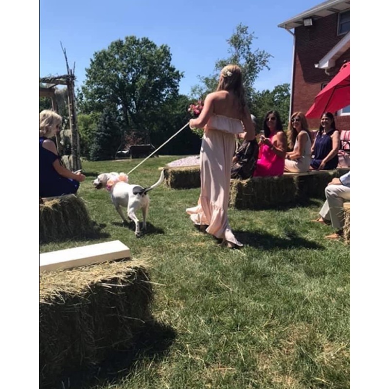 Cdycam 120cm 4ft Custom Pearls Beaded Pet Dog Cat Training