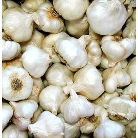 California Softneck Garlic Bulbs - 6 Jumbo Bulbs
