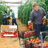3 Pack Tomatoes Yard Sign 12" x 16" Double-sided Print