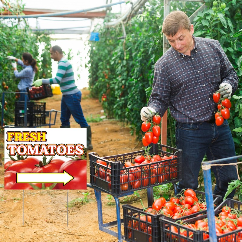 3 Pack Tomatoes Yard Sign 12" x 16" Double-sided Print