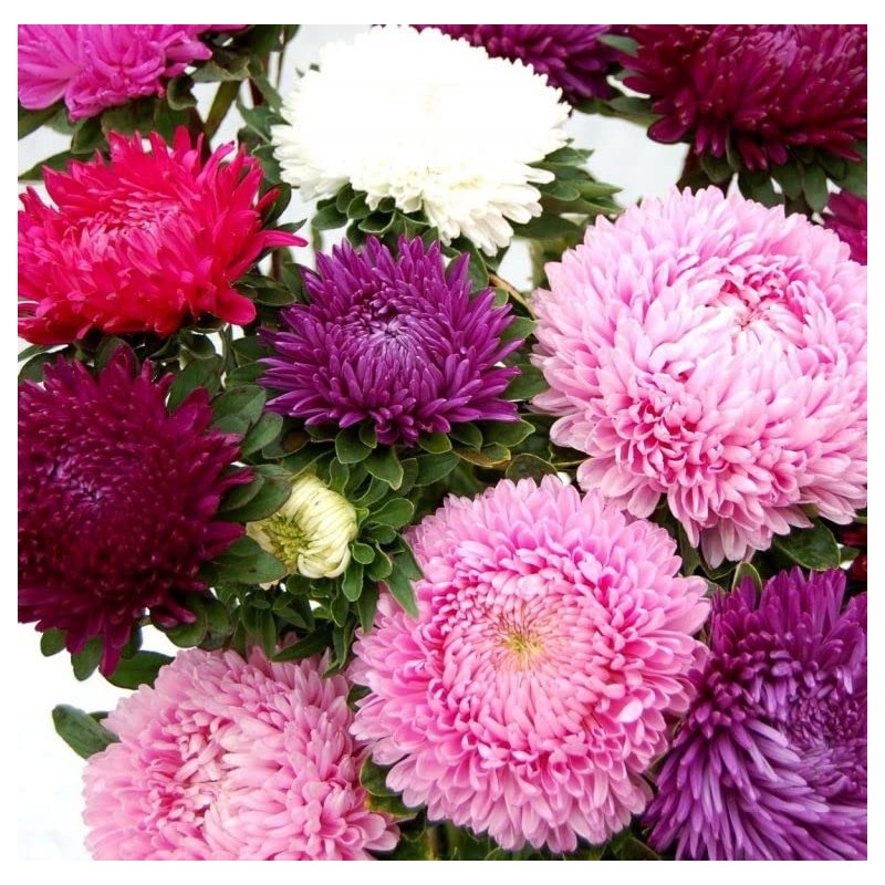 RAISE ME UP: Seeds Aster King Size Mix Annual Flowers