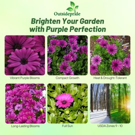 Outsidepride Purple Osteospermum African Daisy Seeds - 10 Pcs. Perennial Flower Seeds for Planting Outdoors with Long-Lasting Blooms, Drought-Tolerant, Easy to Grow for Sunny Gardens & Borders