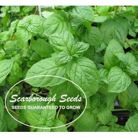 SCARBOROUGH SEEDS 500 Lemon Basil Herb Heirloom Seeds - Non-GMO