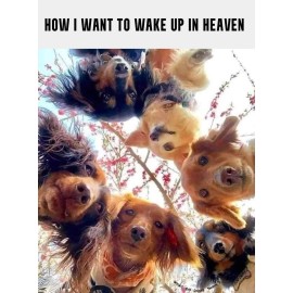 Inspirational dog refrigerator magnet    3 1/2 " x 4 1/2 "   Made in the USA