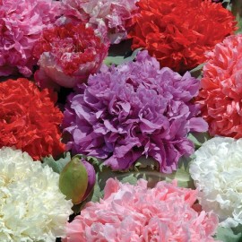 Southeast Seeds Poppy Peony Double Mixed, Red Pink White Purple Flowers, Variety Size Packets - 250 Seeds