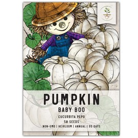 Seed Needs, Baby Boo Pumpkin Seeds - 50 Heirloom Seeds for Planting Cucurbita Pepo - Miniature White Pumpkins, Great for The Kids, Non-GMO & Untreated (1 Pack)