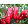 Urfa Biber-Isot Pepper 10+ Seeds