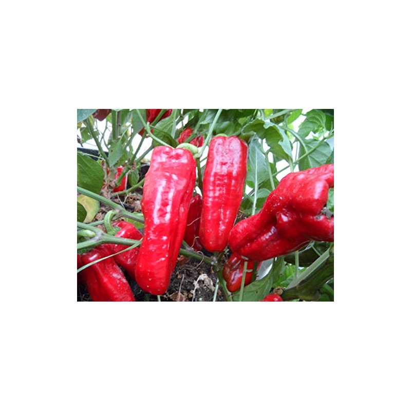 Urfa Biber-Isot Pepper 10+ Seeds