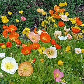Isla's garden seeds Iceland Poppy Seeds Flower Mix, 3000 Heirloom Flower Seeds Per Packet, Non GMO Seeds, Botanical Name: Papaver nudicaule, Isla's Garden Seeds