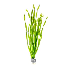 SubstrateSource Live Plant - Corkscrew Vallisneria - Easy Care, Moderate to High Light, Bright Green Accent, Freshwater Aquatic Plant for Aquascaping - Lead Bunch