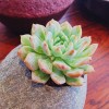 Lithops bonsai Living Stones Flower Succulent Cactus 100pcs/pack Mixed