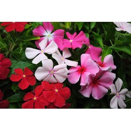 Seeds Periwinkle Vinca Rosea Mix Balcony Perennail Garden Pots Flowers for Planting Non GMO