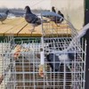 Pigeon Cage, Household Automatic Sky Falling Bird Container Rotating Flip