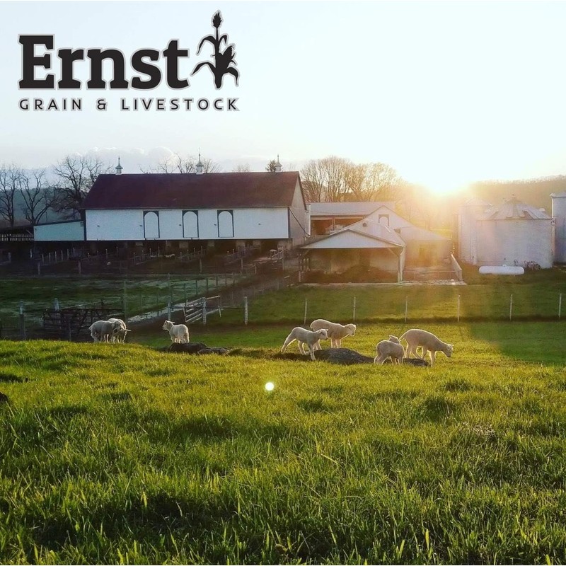 Ernst Grain & Livestock Black Oil Sunflower Seeds - Birdseed