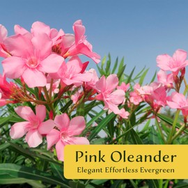 CitronellaKing 3 Pink Oleander Shrubs | Live Plants in 2.5-inch Nursery Cubes | Nerium Oleander Variety | Deer-Resistant Evergreen Perennial | Stunning Pink Blooms for Outdoor Hedges & Garden