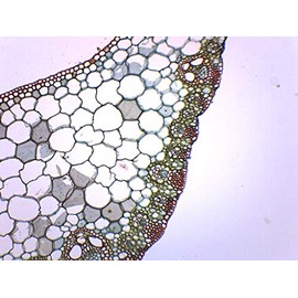 EISCO Monocot & Dicot Leaf Composite, Cross Section - Prepared Microscope Slide - 75 x 25mm - Biology & Microscopy