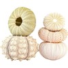 Cocoarm 5 Pack Mini Air Plant Holders with Sea Urchin