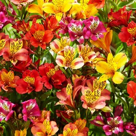 30+ Mixed Alstroemeria Seeds for Planting Outdoors-Perennial Peruvian Lily Flowers Planting for Garden Borders Containers Deer Resistant