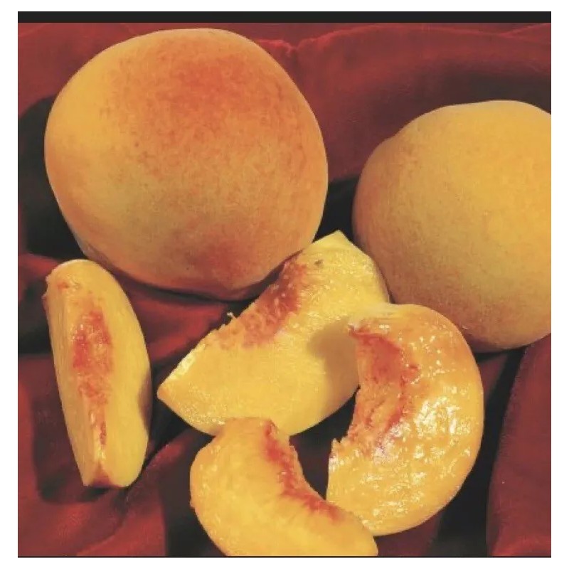 live plant Red Baron Peach Tree 6-12” tall, Fruit Tree-