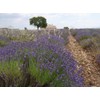Handmade Soap Antiane Queen of Soap "Lavender Honey" More Value
