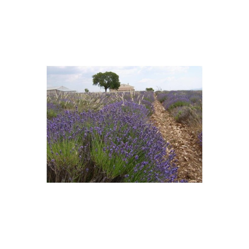 Handmade Soap Antiane Queen of Soap "Lavender Honey" More Value