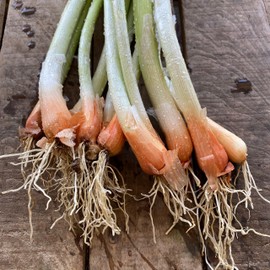 Plant Good Seed Welsh Onion Seeds - Pack of 100, Heirloom Seeds for Planting Vegetables - Gardening Supplies, Herb, Vegetable Garden - Non-GMO, Open Pollinated, from USA