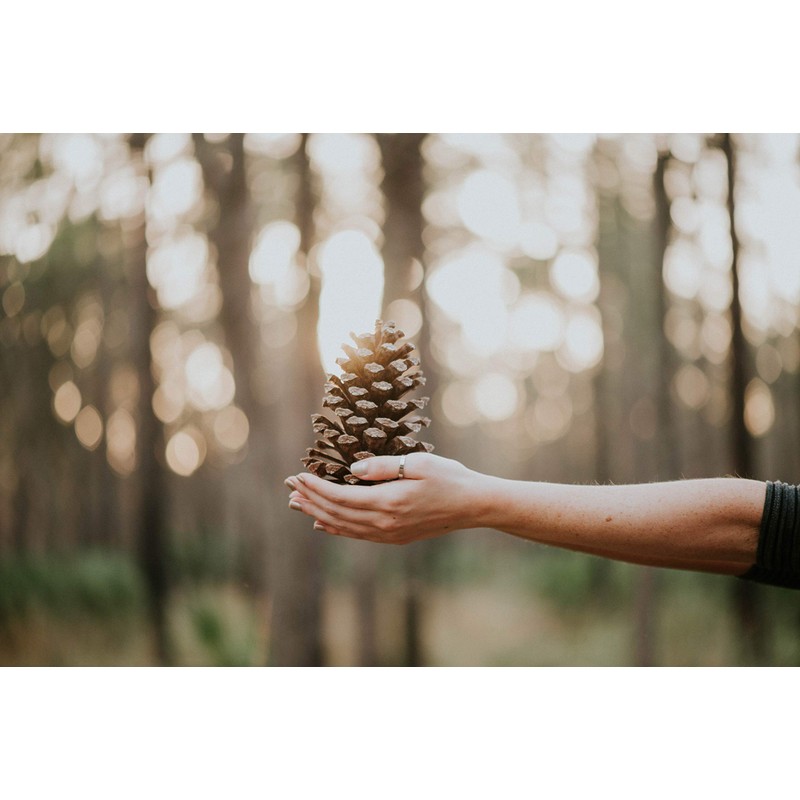 Wilderness Poets Pine Nuts (3.5 Ounce)