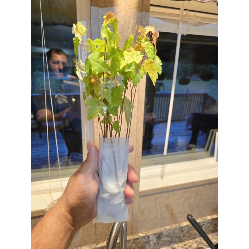 Unbranded 50 Florida Red Maple Trees 8" To 15" Live