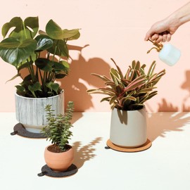 Modern Sprout Plant Mister, Spray Bottles for Indoor Plants, White/Brass