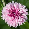 Outsidepride Cornflower Pink - 1000 Seeds