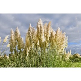 Greenwood Nursery: Live Ornamental Grasses - White Pampas Grass + Cortaderia Selloana - [Qty: 1x Pint Pot] - (Click for Other Available Plants/Quantities)