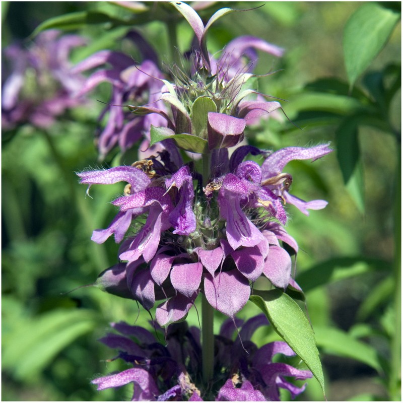 Seed Needs, Bee Balm Seed Collection (3 Individual Packets) Untreated