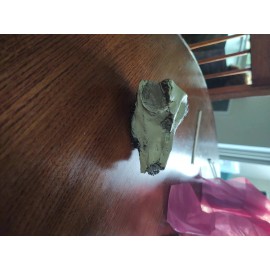 poebrotherium fossil skull replica ( white river formation, douglas WY).