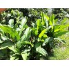 2X Orange Tropical Heliconia Rhizomes w/ 10 in stock, Exotic
