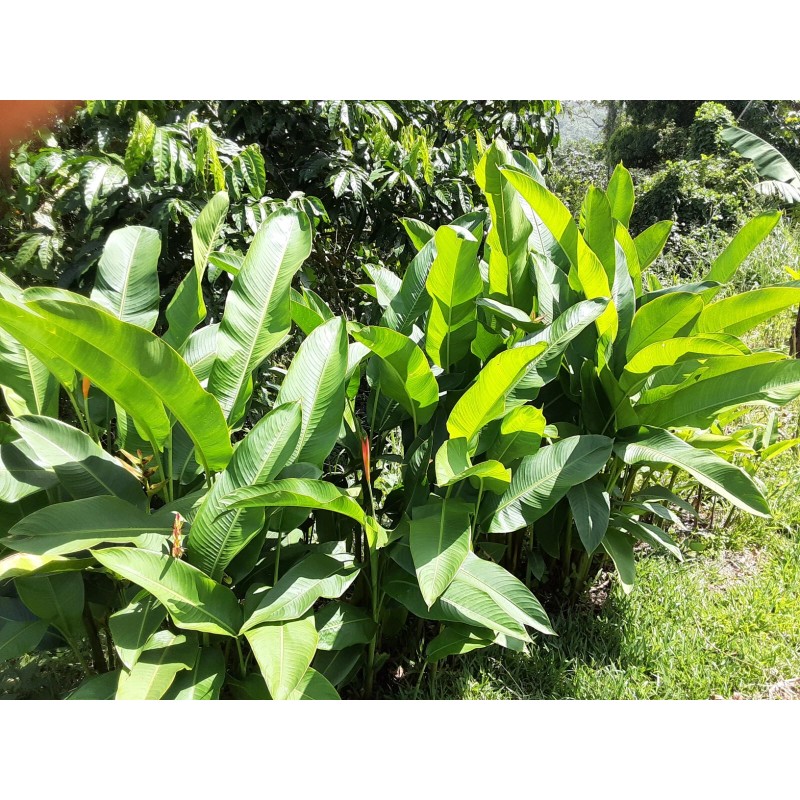 2X Orange Tropical Heliconia Rhizomes w/ 10 in stock, Exotic