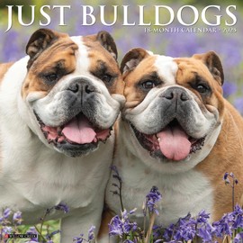 Willow Creek Press Bulldogs Monthly 2025 Wall Calendar (12" x 12")