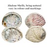 Abalone Shell Large 14-17cm Naturally Beautiful