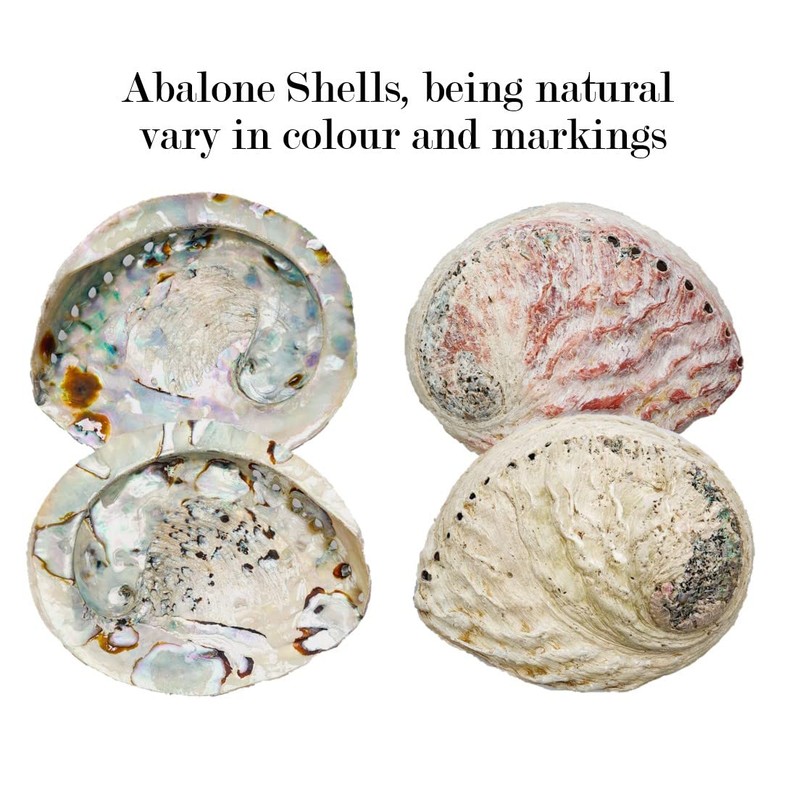 Abalone Shell Large 14-17cm Naturally Beautiful