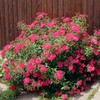 Anthony Waterer Spirea, Vibrant Color-Changing Flowering, Vibrant Foliage, Deciduous, Compact,