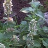 Zitronen-Katzenminze/Weisse Melisse (Nepeta cataria ssp. citriodora) Bio - ca. 100