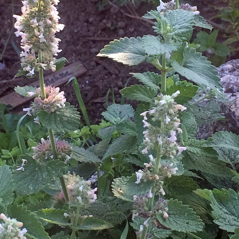 Zitronen-Katzenminze/Weisse Melisse (Nepeta cataria ssp. citriodora) Bio - ca. 100
