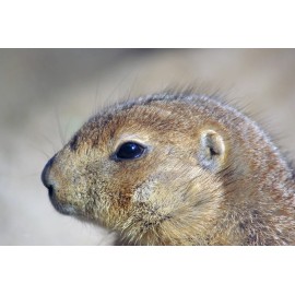 Handmade Prairie Dog Taxidermy Reference Photo Cd