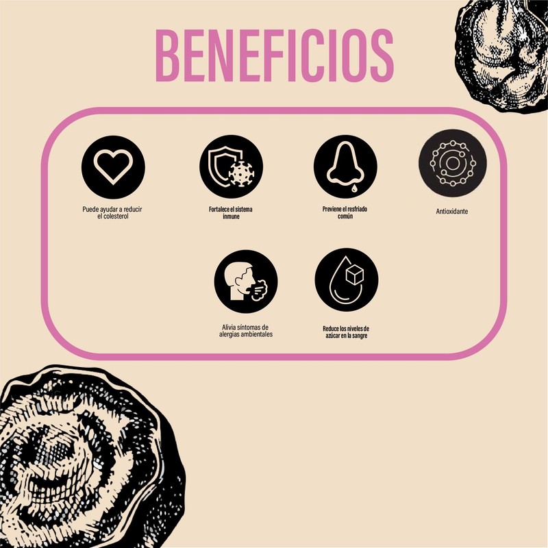 QUENUT | Adaptógeno Orgánico de Hongo Chaga en Cápsula Vegana