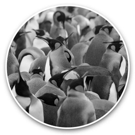 2 x 25cm Vinyl Stickers - Emperor Penguin Flock Birds Snow Decals 42088
